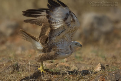 Long-legged Buzzard (Buteo rufinus)