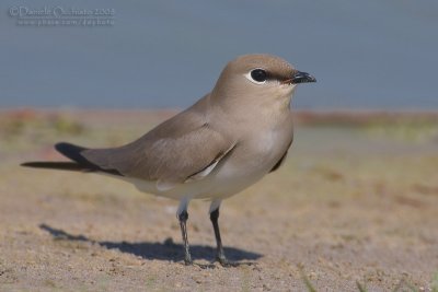 Little Pratincole (Glareola lactea)