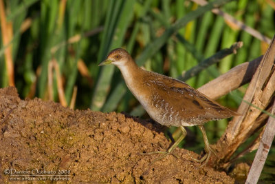 Baillon's Crake (Porzana pusilla)