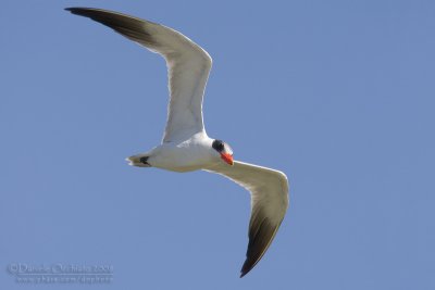 Caspian Tern (Sterna caspia)