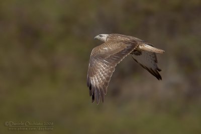 Long-legged Buzzard (Buteo rufinus)