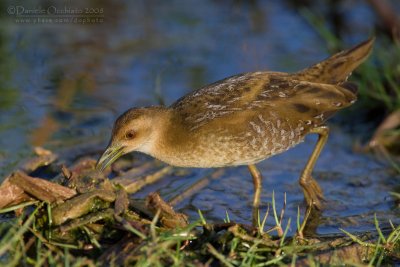 Baillon's Crake (Porzana pusilla)