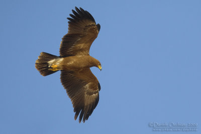 Lesser Spotted Eagle (Aquila pomarina)