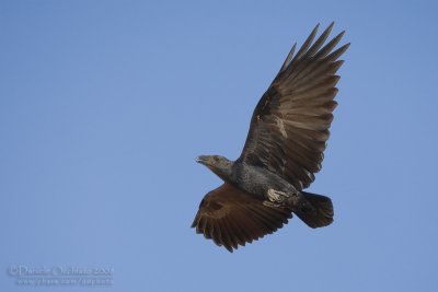 Fan-tailed Raven (Corvo coda a ventaglio)