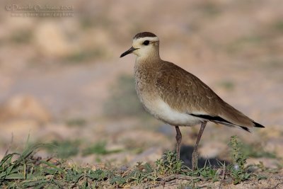 Sociable Lapwing (Pavoncella gregaria)