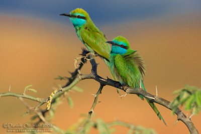 Arabian Green Bee-eater (Gruccione verde arabo)