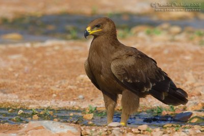 Steppe Eagle (Aquila nipalensis)