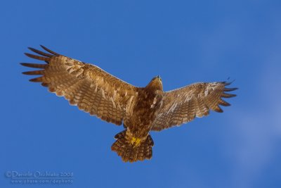 Steppe Eagle (Aquila nipalensis)