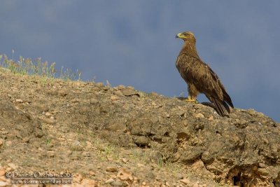 Steppe Eagle (Aquila nipalensis)