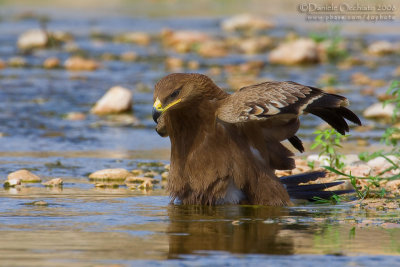 Steppe Eagle (Aquila nipalensis)