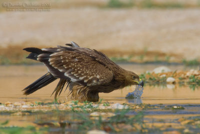 Eastern Imperial Eagle (Aquila heliaca)