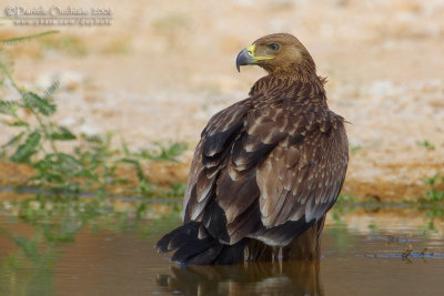 Eastern Imperial Eagle (Aquila heliaca)