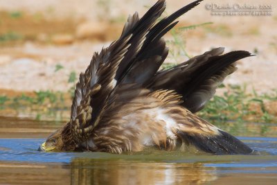 Eastern Imperial Eagle (Aquila heliaca)