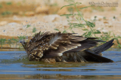 Eastern Imperial Eagle (Aquila heliaca)