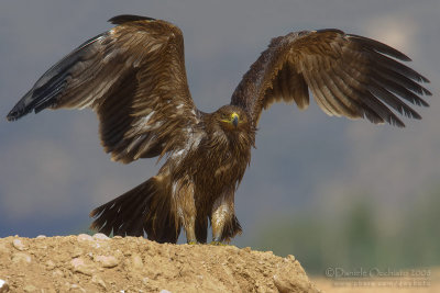 Eastern Imperial Eagle (Aquila heliaca)