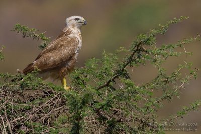 Long-legged Buzzard (Buteo rufinus)