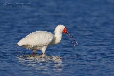 African Spoonbill (Spatola africana)