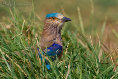 Indian Roller (Coracias benghalensis)