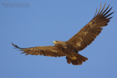 Steppe Eagle (Aquila nipalensis)