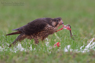 Peregrine (Falco peregrinus ssp brookei)