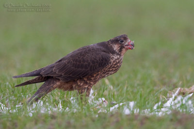 Peregrine (Falco peregrinus ssp brookei)