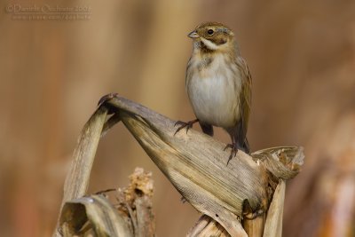 Reed Bunting (Emberiza shoeniclus)