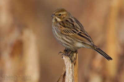 Reed Bunting (Emberiza shoeniclus)