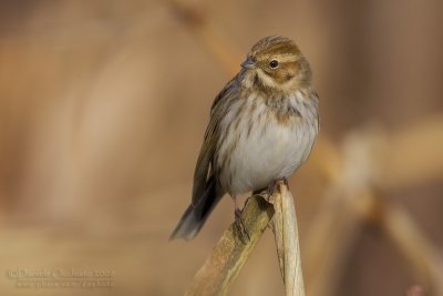 Reed Bunting (Emberiza shoeniclus)