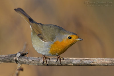 European Robin (Erithacus rubecula)