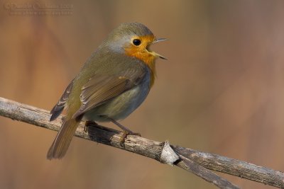 European Robin (Erithacus rubecula)