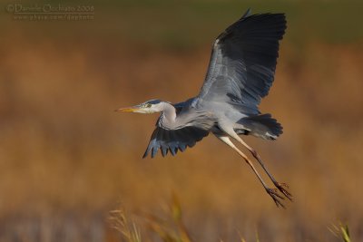 Grey heron (Ardea cinerea)