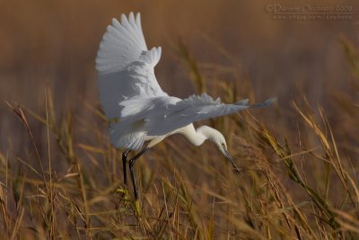 Little Egret (Egretta garzetta)