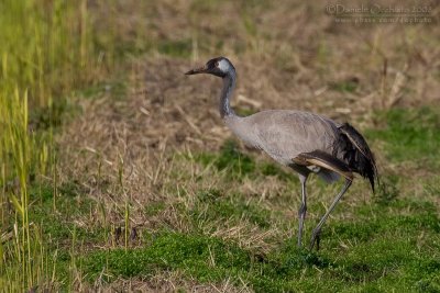 Common Crane (Grus grus)