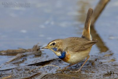 Bluethroat (Luscinia luscinia ssp cyanecula)