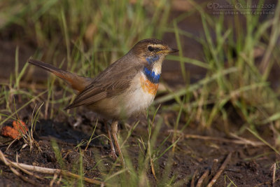 Bluethroat (Luscinia luscinia ssp cyanecula)