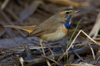 Bluethroat (Luscinia luscinia ssp cyanecula)