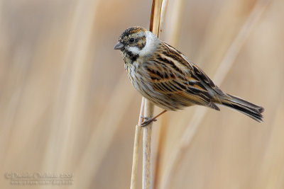 Reed Bunting (Emberiza schoeniclus)