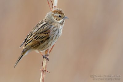 Reed Bunting (Emberiza schoeniclus)