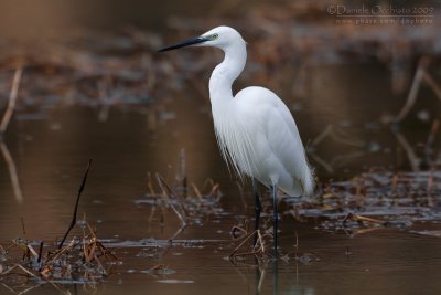 Little Egret (Egretta garzetta)