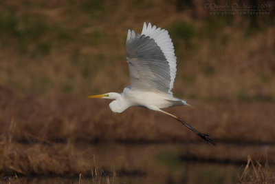 Great White Egret (Casmerodius albus)