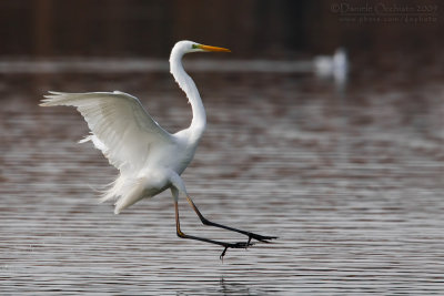 Great White Egret (Casmerodius albus)