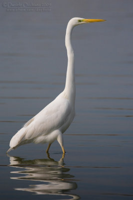 Great White Egret (Casmerodius albus)