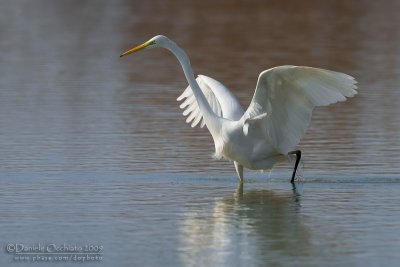 Great White Egret (Casmerodius albus)