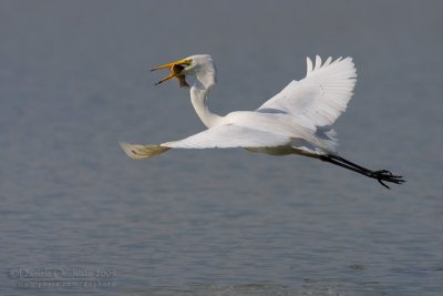 Great White Egret (Casmerodius albus)