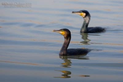 Great Cormorant (Phalacrocorax carbo ssp sinensis)