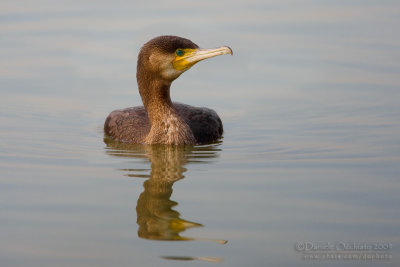 Great Cormorant (Phalacrocorax carbo ssp sinensis)