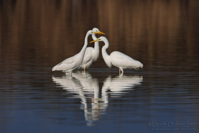 Great White Egret (Casmerodius albus)