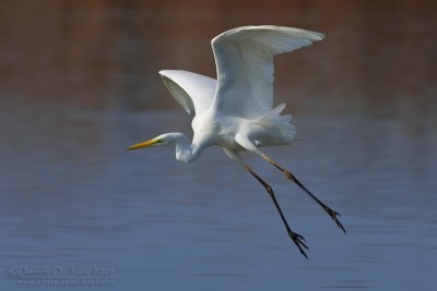 Great White Egret (Casmerodius albus)