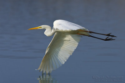 Great White Egret (Casmerodius albus)