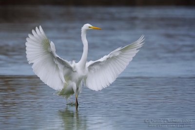 Great White Egret (Casmerodius albus)